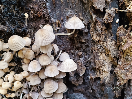 Gesäter Tintling Gesäter Tintling