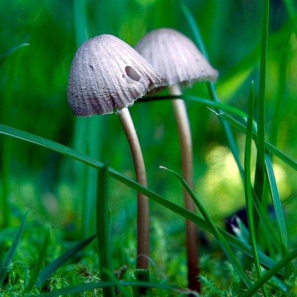 Pilz Graublättriger Helmling zwischen feuchtem Moos und Grashalmen
