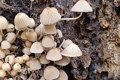 Gesäter Tintling Gesäter Tintling