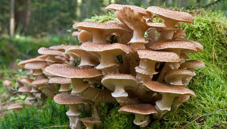 Pilz  Dunkler Hallimasch