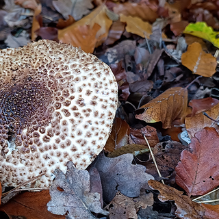Spitzschuppiger Stachel-Schirmling