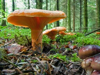 Edelreizger Pilz Edelreizger
