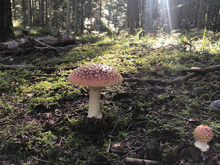 Fliegenpilz Fliegenpilz auf Waldboden