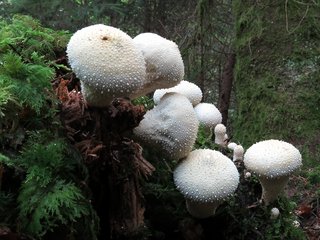 Flaschen-Stäubling Pilz Flaschen-Stäubling