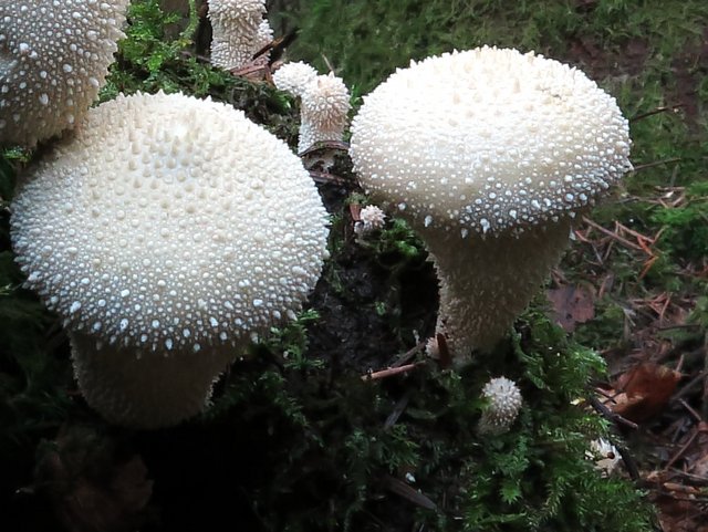 Flaschen-Stäubling Pilz Flaschen-Stäubling