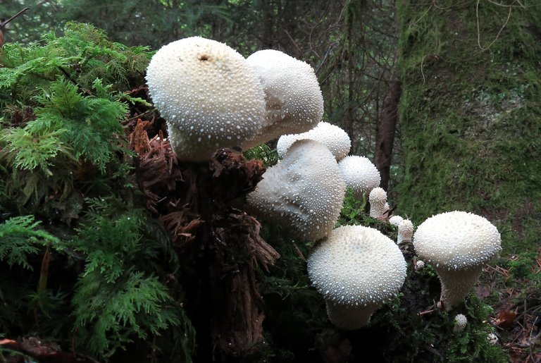Pilz Flaschen-Stäubling