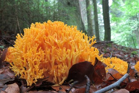 Gelbe Koralle Pilz Gelbe Koralle auf Waldboden