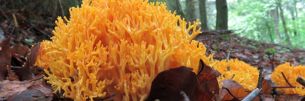 Pilz Gelbe Koralle auf Waldboden