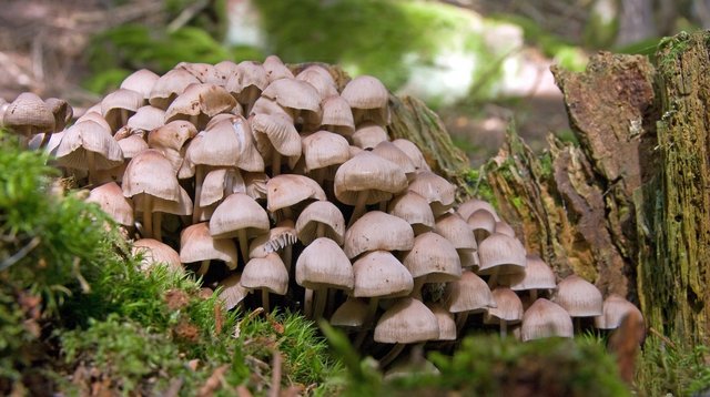 Pilz Buntstieliger Helmling Ansammlung am Waldboden