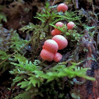 kleiner Blutmilchpilz am Waldboden