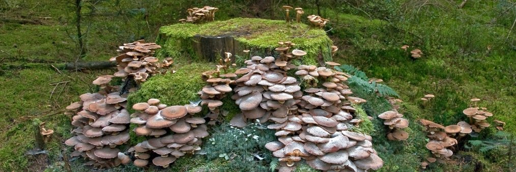 Pilz Gelbstieliger Muschelseitling