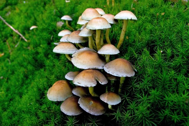 Pilz Grünblättriger Schwefelkopf